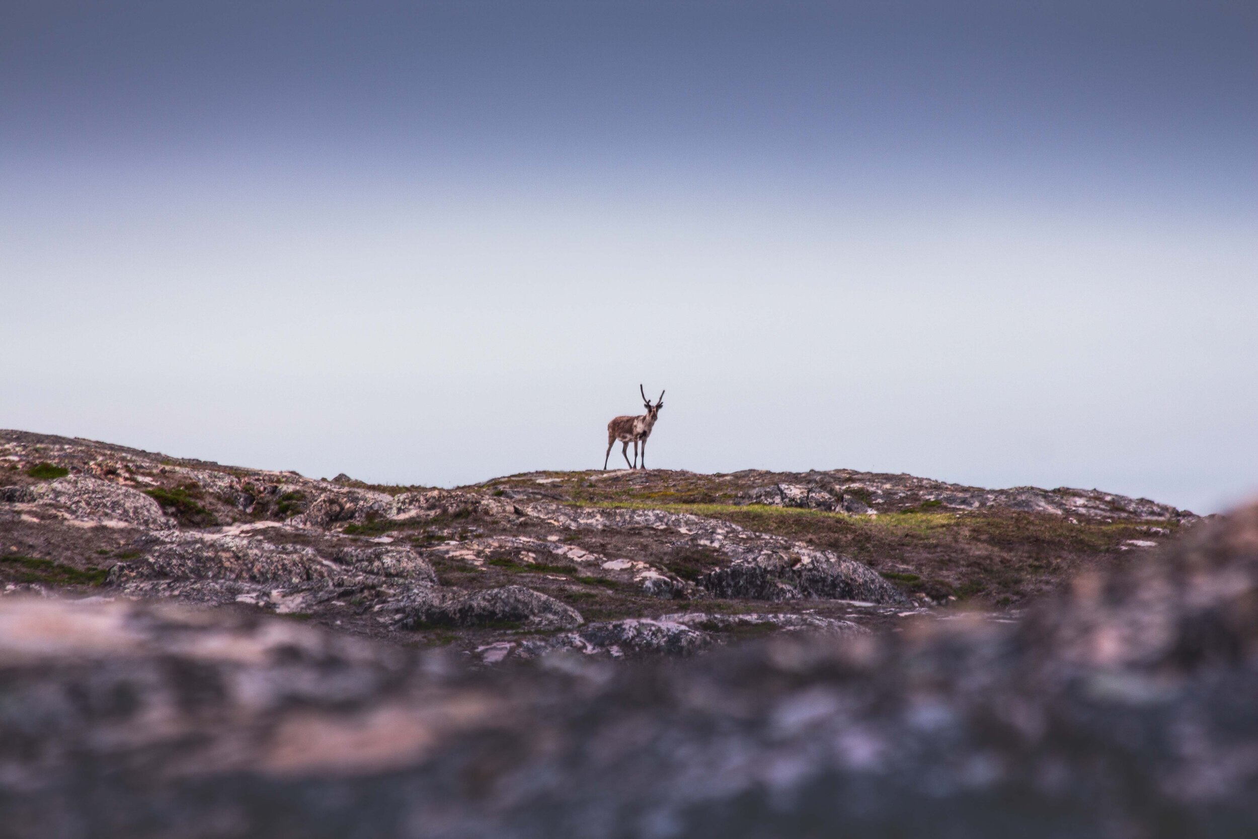 WildGreenland-small (134 of 190).jpg